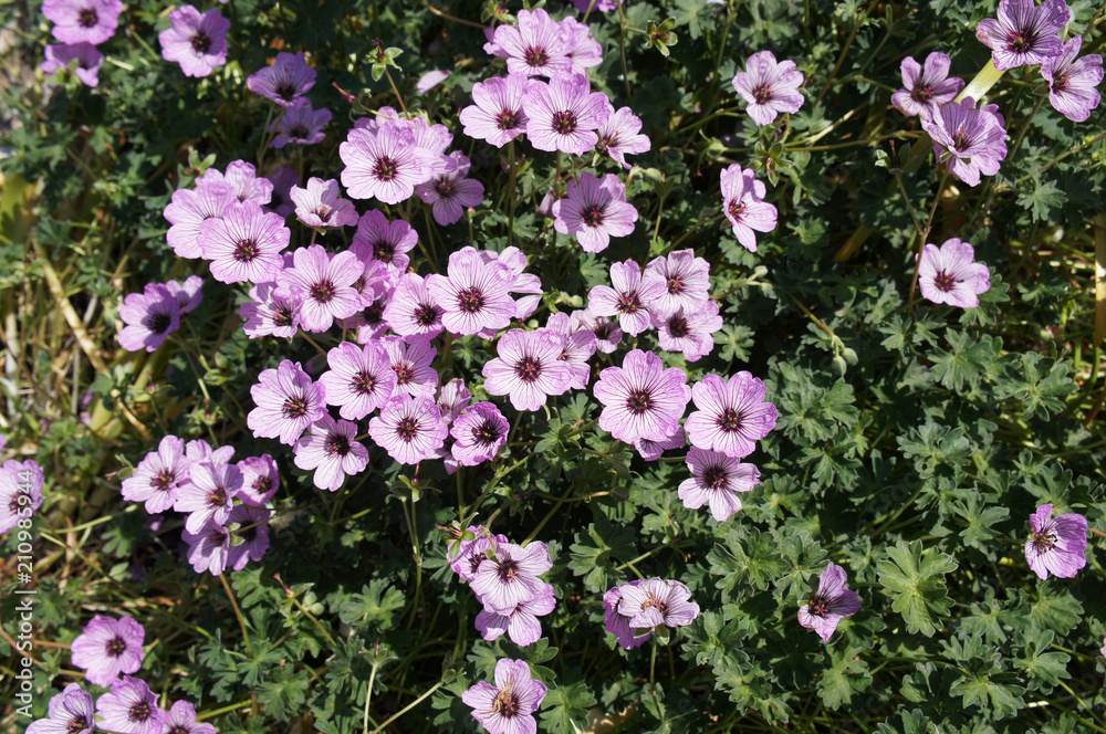 Geranium cinereum or ashy cranesbill many pale pink flowers Geranium cinereum or ashy cranesbill many pale pink flowers