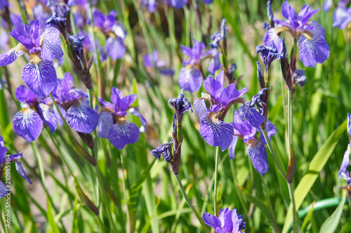 Fototapeta Naklejka Na Ścianę i Meble -  Iris sibirica many blue flowers in green grass