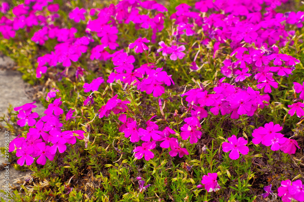 Blooming magenta Moss phlox , creeping phlox or moss pink (Phlox subulata) is flowering plant for use as colorful spring carpet groundcover in a park and garden ,which call in japanese is shibazakura.
