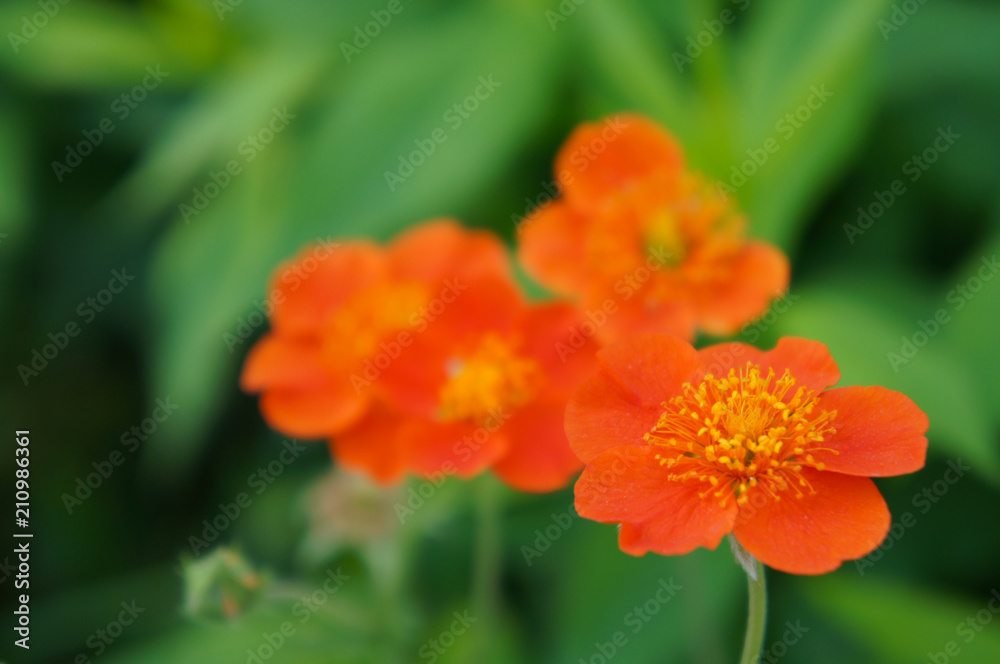 Geum coccineum borisii or dwarf orange avens red flower Geum coccineum borisii or dwarf orange avens red flower