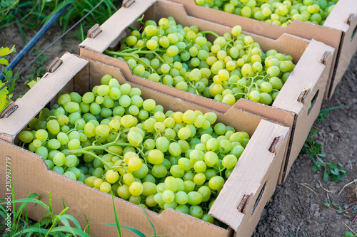 грозди зрелого зеленого винограда для приготовления вина и еды уложенные в картонные квадратные коробки для транспортировки. Крупный план. Вид сверху