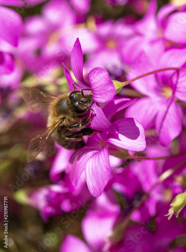 A Bee Collecting Pollen on Pink Flower Bed © squeebcreative