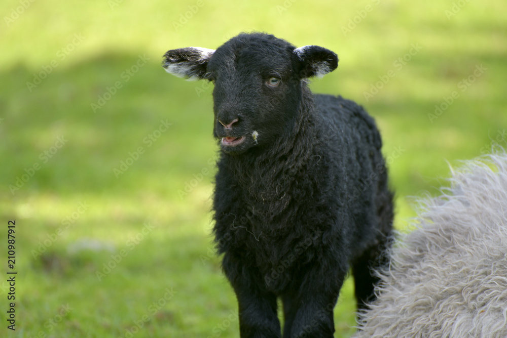 Lamb and sheep in Great Langdale in Lake District Lamb and sheep in Great Langdale in Lake District