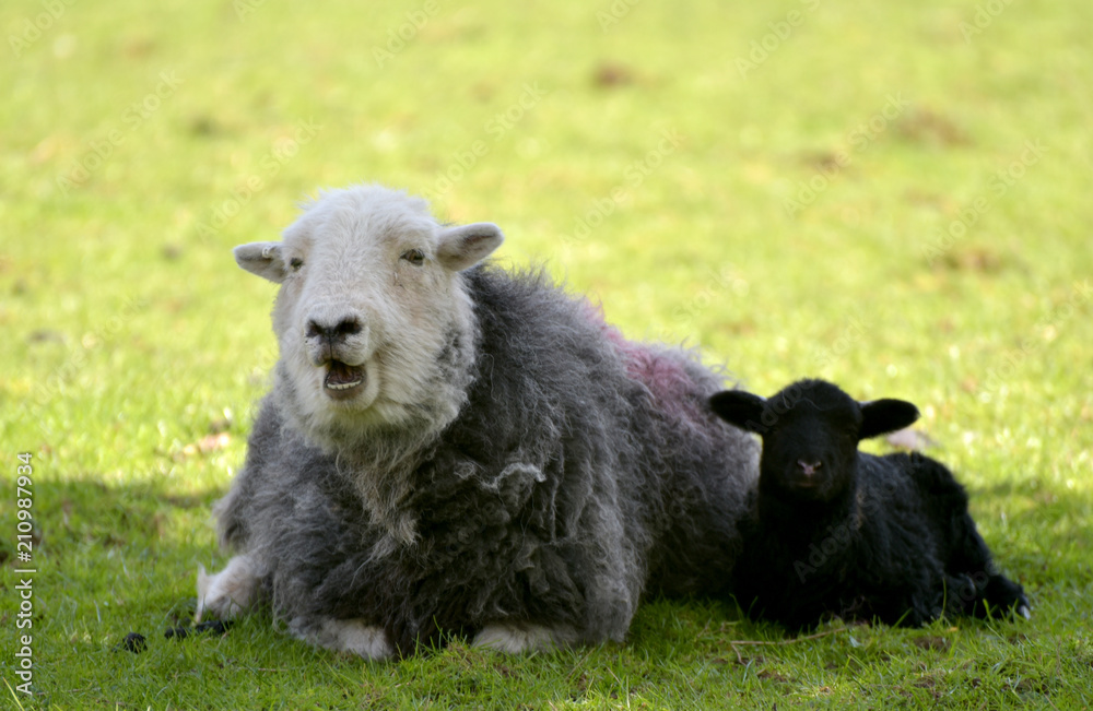Lamb and sheep in Great Langdale in Lake District Lamb and sheep in Great Langdale in Lake District