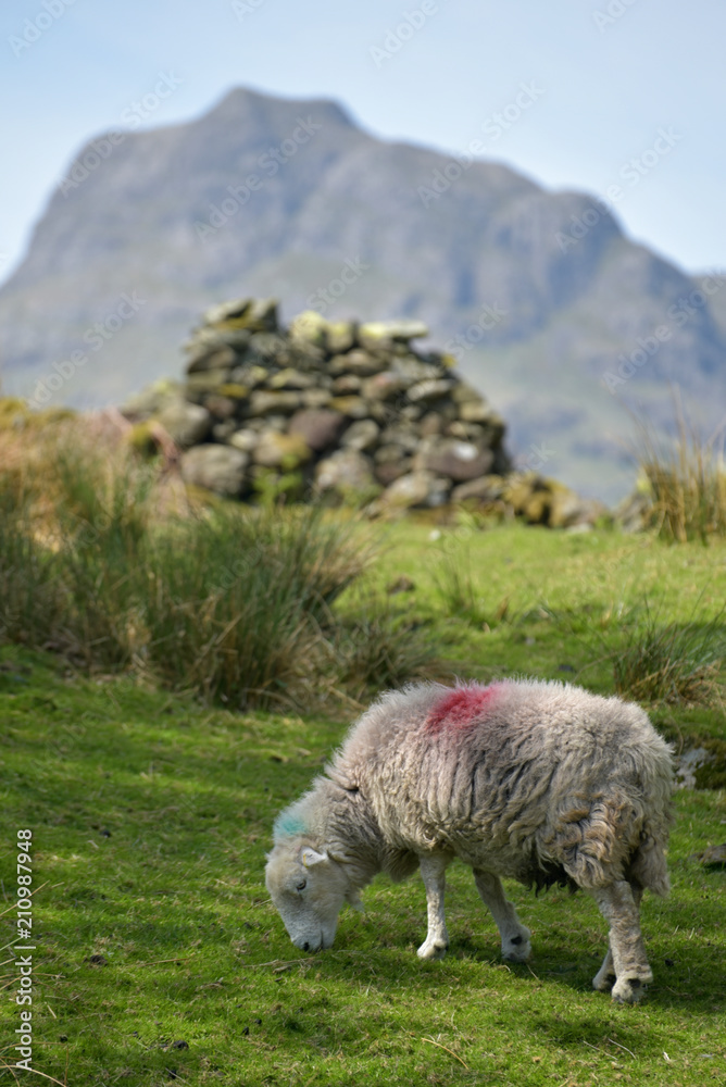 Lamb and sheep in Great Langdale in Lake District Lamb and sheep in Great Langdale in Lake District