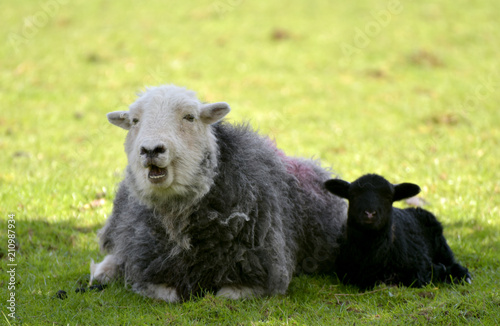 Lamb and sheep in Great Langdale in Lake District