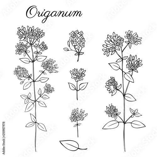 Blossoming Oregano flowers vector ink sketch, hand drawn healing herb Origanum vulgare, Marjoram isolated on white, botanical illustration spice, design for natural cosmetic, kitchen menu, herbal tea