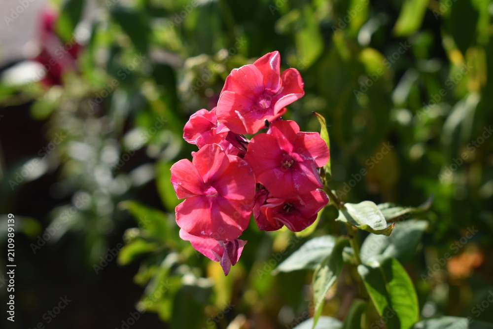 Phlox Blüte Phlox Blüte