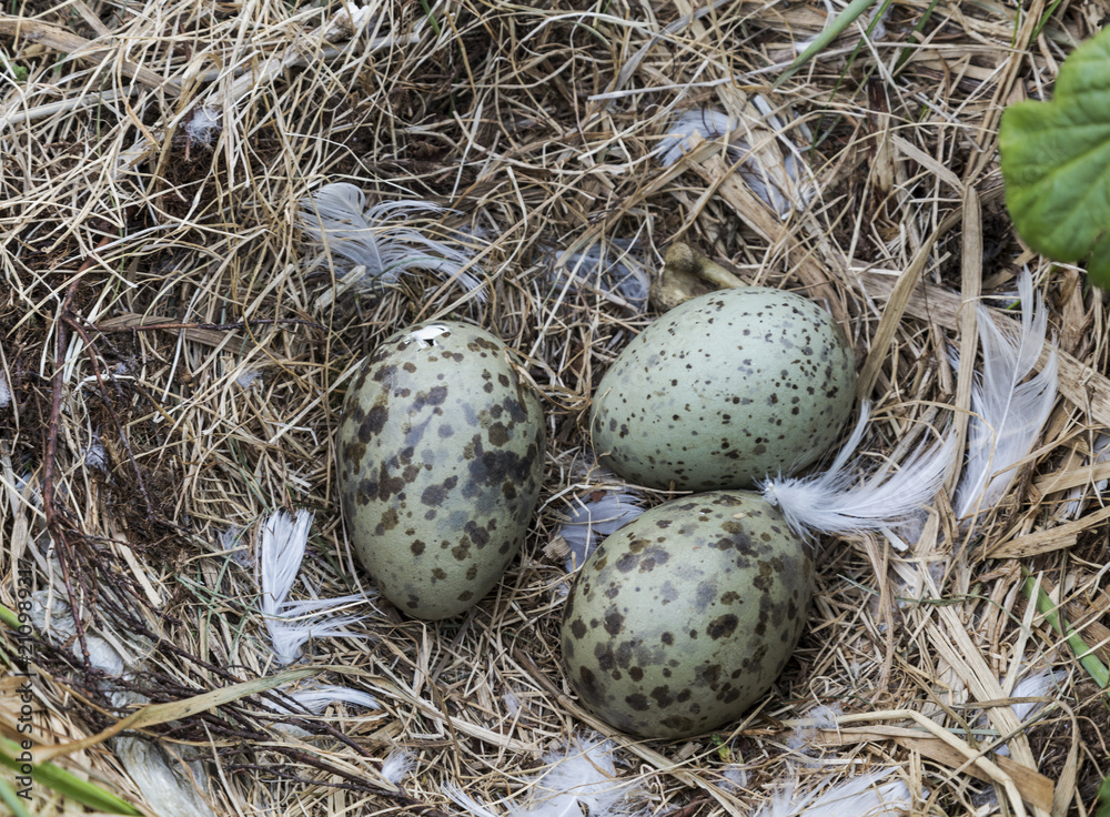 Sea gull eggs in a nest on an island in the White sea, Russia Sea gull eggs in a nest on an island in the White sea, Russia