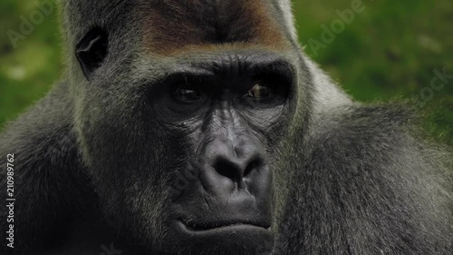 Western lowland gorilla close-up shot