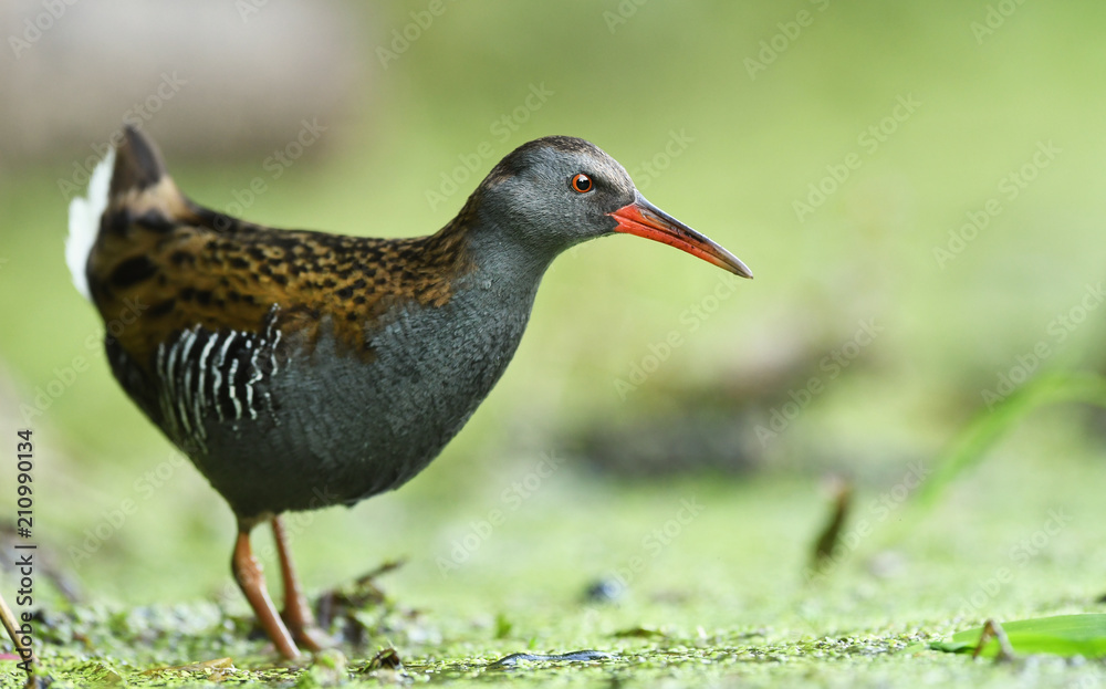 Water Rail (Rallus aquaticus) Water Rail (Rallus aquaticus)
