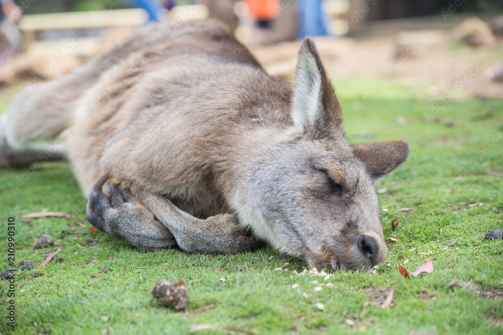 Sleepy Kangaroo