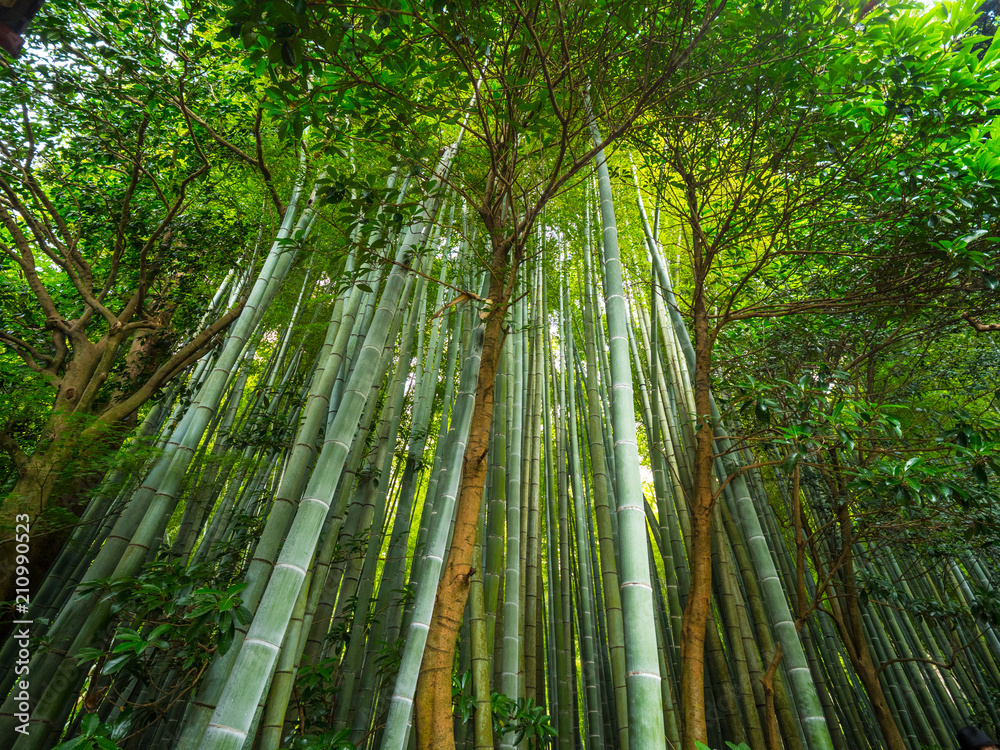 The tall bamboo trees of Kamakura - a wonderful place The tall bamboo trees of Kamakura - a wonderful place