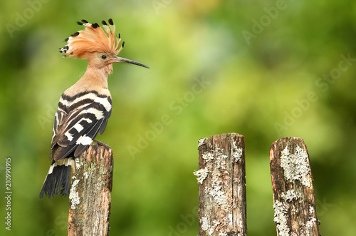 Eurasian Hoopoe or Common hoopoe (Upupa epops)