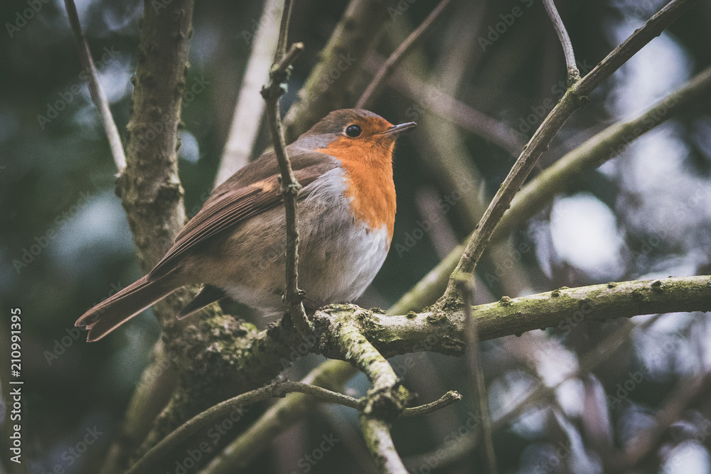 Robin the the branches Robin the the branches