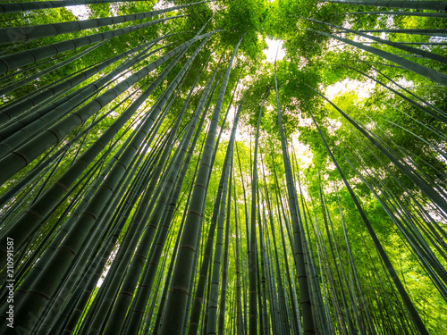 Fototapeta Naklejka Na Ścianę i Meble -  Amazing wide angle view of the Bamboo Forest in Kamakura