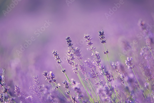 Lavender field. Closeup photo