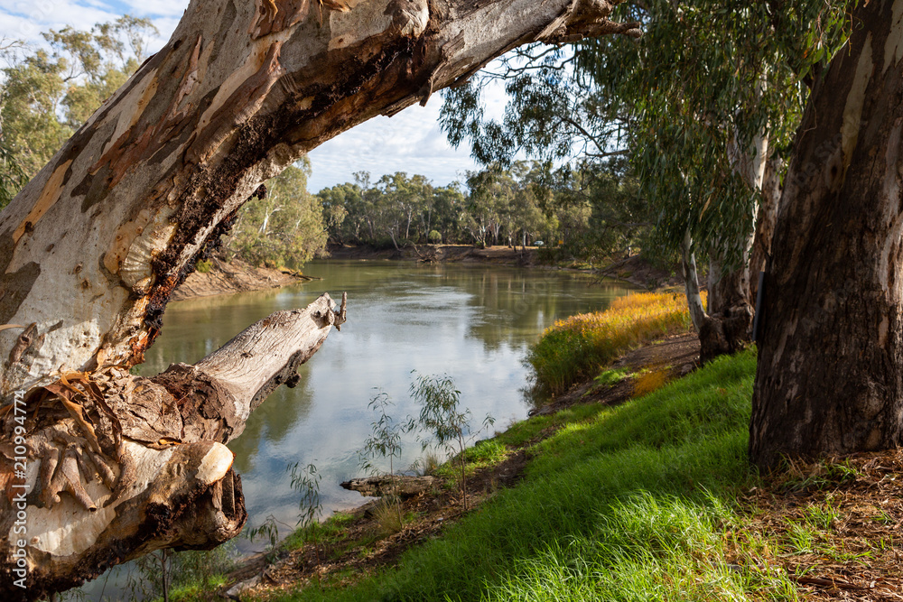 The redgum trees on the banks of the River Murray in Tooleybuc New South Wales Australia on the 11th June 2018