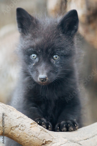 Funny black fox cub © A.Lukin