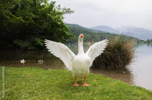 goose spread its wings by the pond