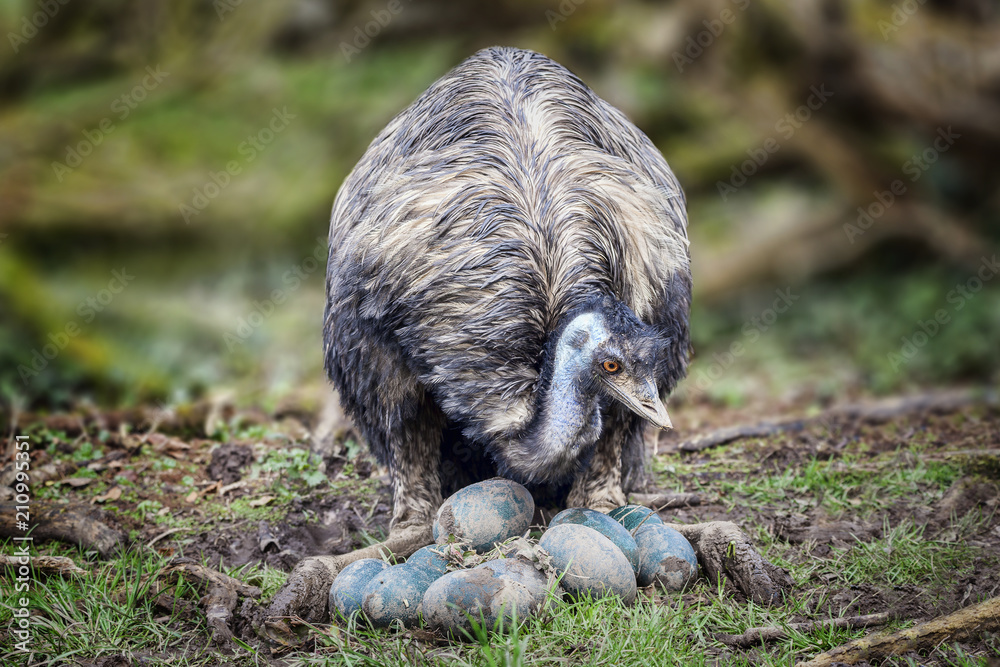 Fototapeta premium Emu ptak sprawdza i sprawdza swoje jaja