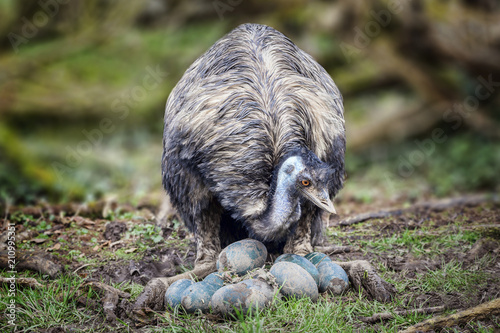 Emu bird inspecting and checking her eggs