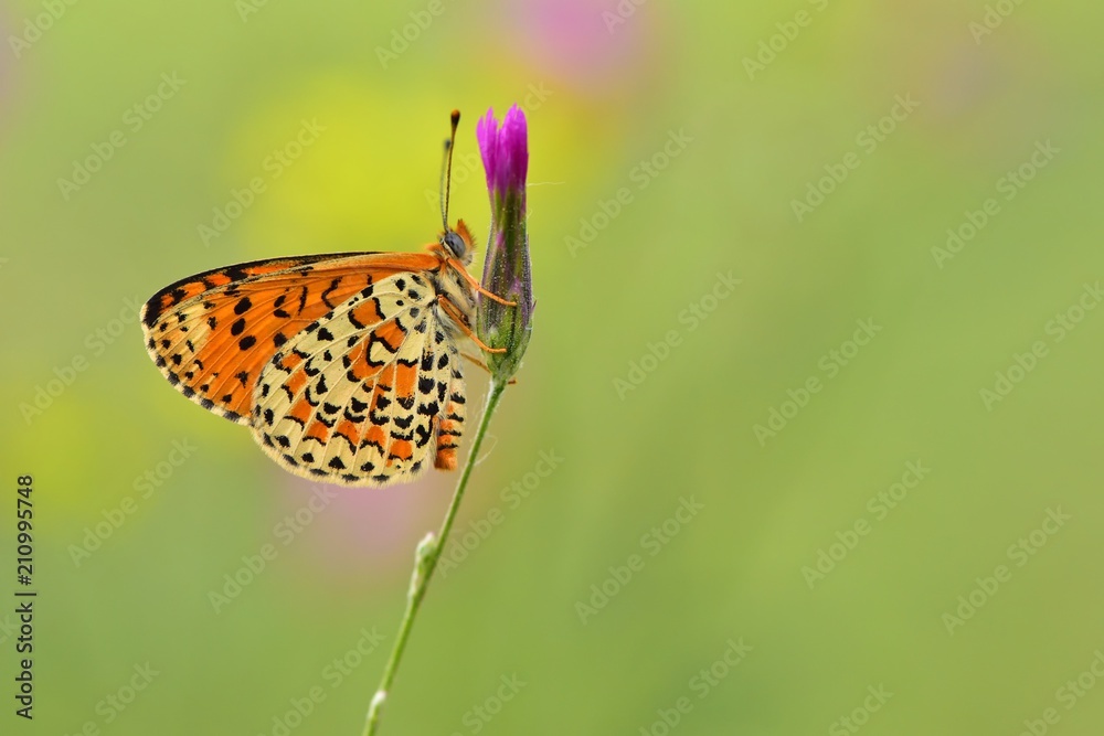 Obraz premium Melitaea trivia 111