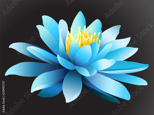 Lotus flower on dark background.
