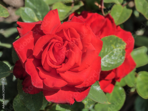 Red Rose Flower in Garden