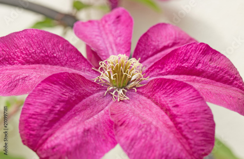 Purple clematis is blossoming in the garden is summer. Close-up picture.