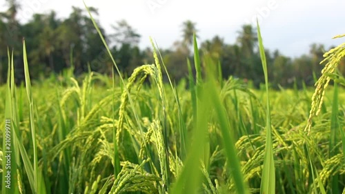 2 in 1 Close up of green paddy rice shot in slow motion of a rice field of Ubud, Bali. 