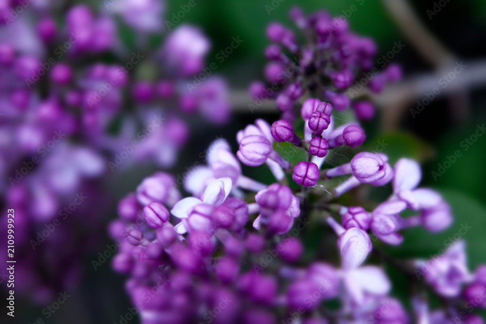 Floral summer background, soft focus. Blooming lilac. Blurred background.