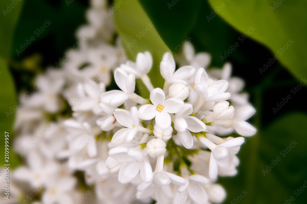 Floral summer background, soft focus. Blooming lilac. Blurred background. Floral summer background, soft focus. Blooming lilac. Blurred background.