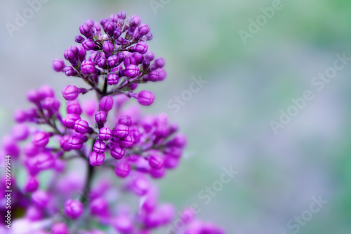 Floral summer background  soft focus. Blooming lilac. Blurred background.