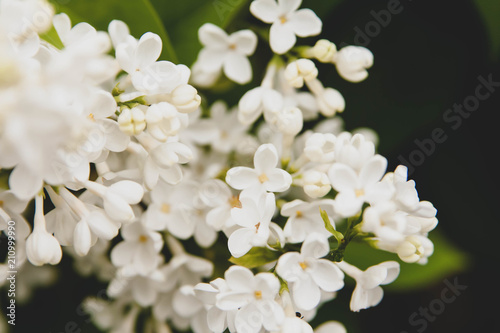 Floral summer background, soft focus. Blooming lilac. Blurred background.