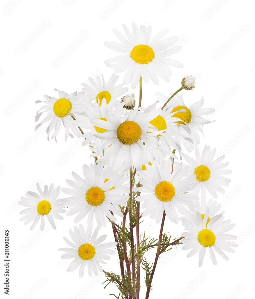 Obraz premium isolated lush bunch of fine chamomile flowers