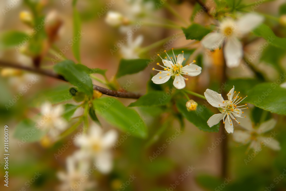 Floral summer background, soft focus. Blooming appletree. Blurred background. Floral summer background, soft focus. Blooming appletree. Blurred background.