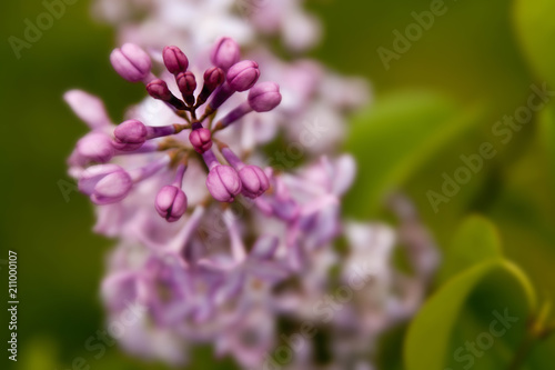 Floral summer background  soft focus. Blooming lilac. Blurred background.
