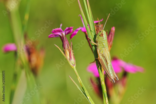 Grasshopper seated on a purple flower in the natural environment © Moian Adrian