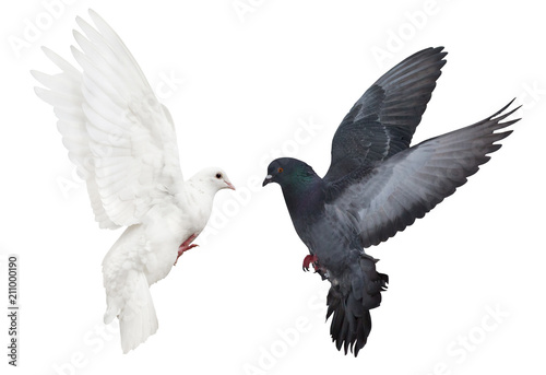 dark and light pigeons flying on white © Alexander Potapov