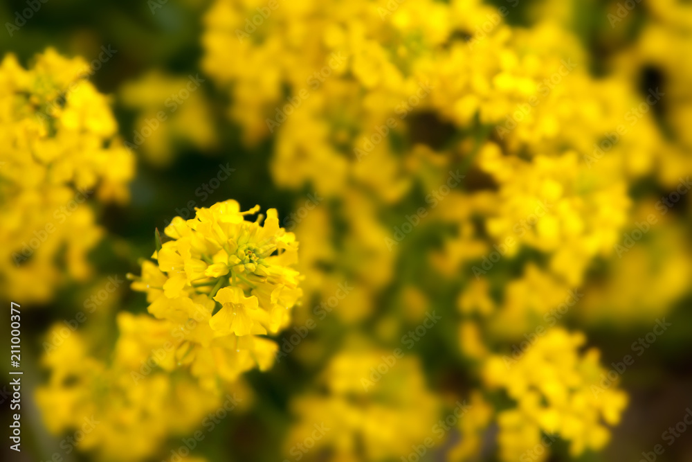Rape flowers close-up on the background of the field. Beautiful soft focus. Rape flowers close-up on the background of the field. Beautiful soft focus.