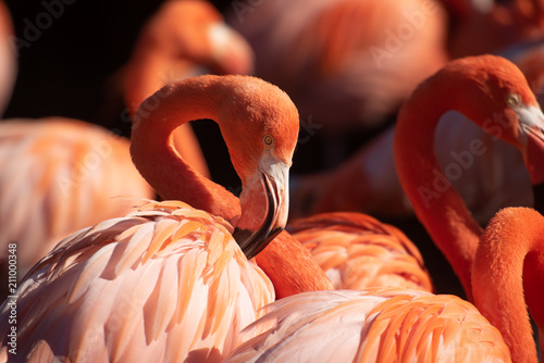 American Flamingo. Phoenicopterus ruber © nickalbi