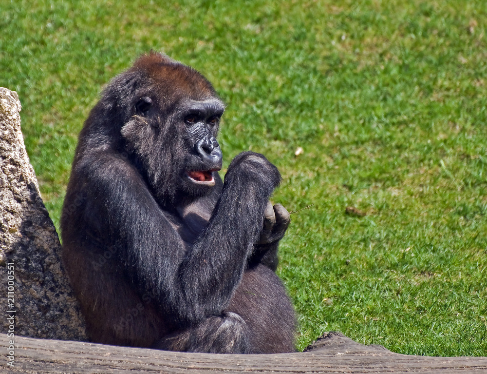 Obraz premium guck mal, ein Gorilla 