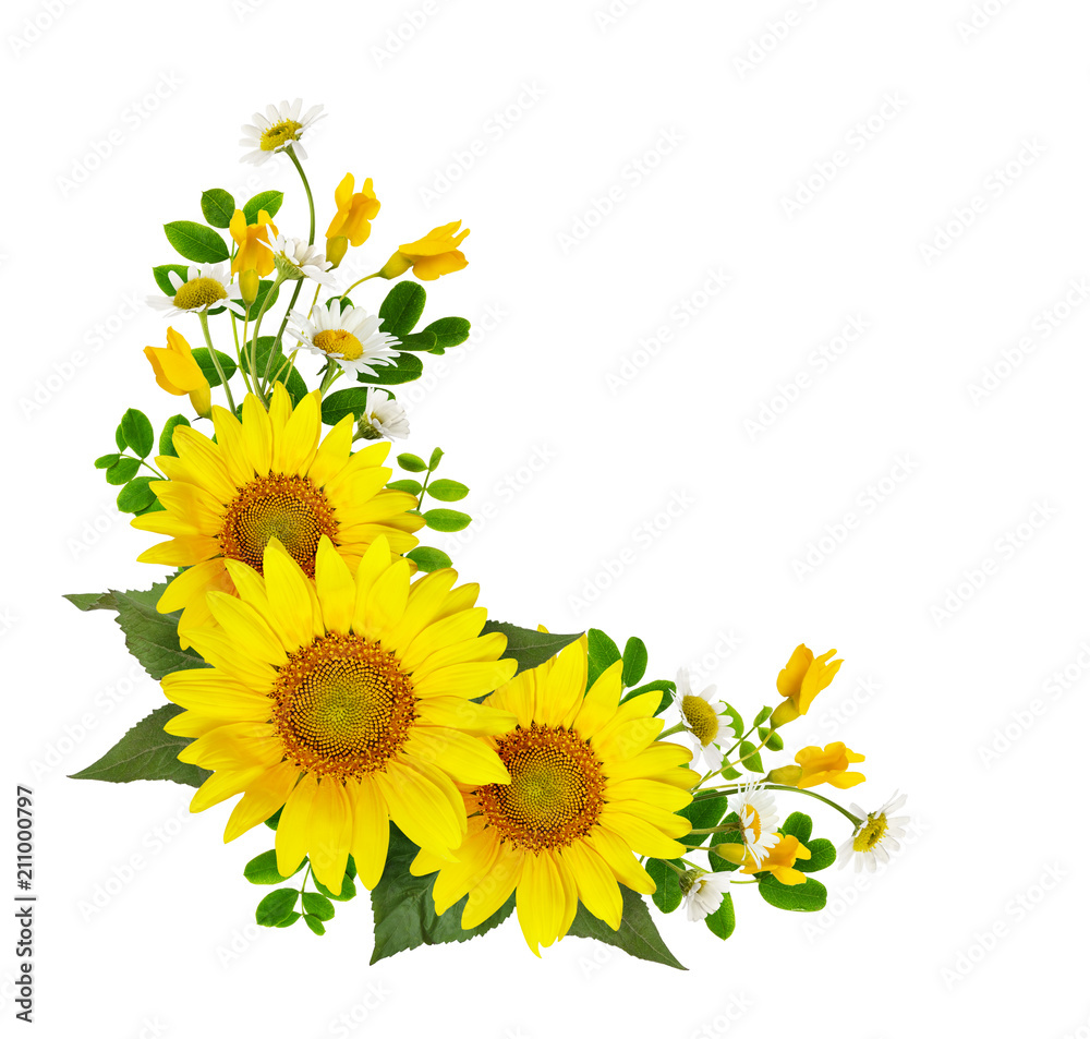 Fototapeta premium Słoneczniki, stokrotki i kwiaty akacji oraz zielone liście w narożnej argamacji