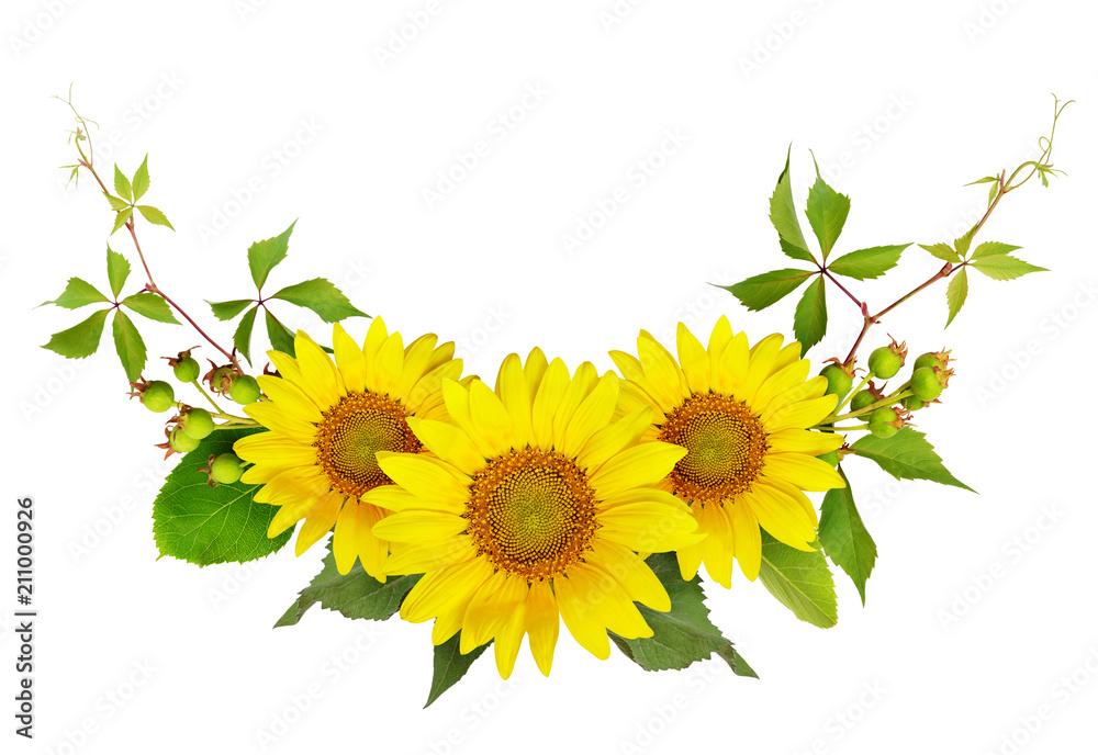Fototapeta premium Sunflowers, green berries and leaves of wild grape in a summer arramgement