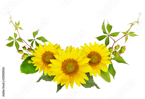 Sunflowers, green berries and leaves of wild grape in a summer arramgement