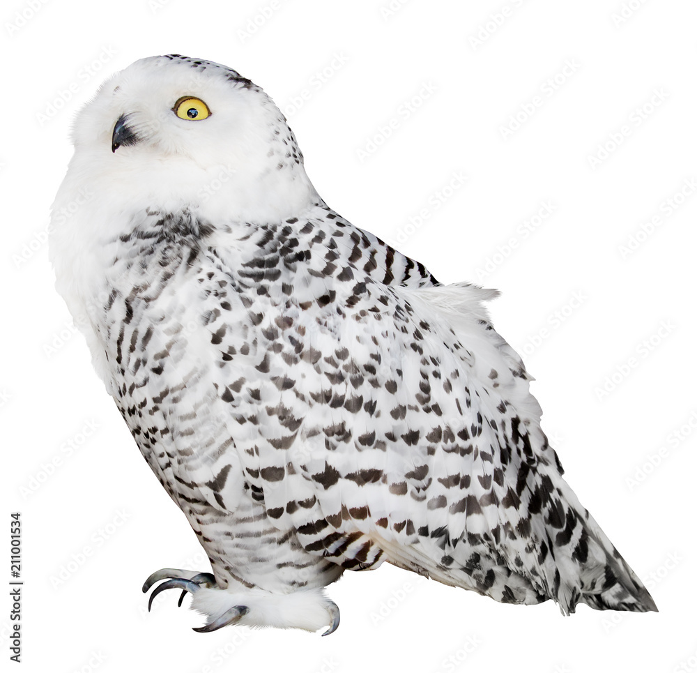 Fototapeta premium isolated on white polar owl