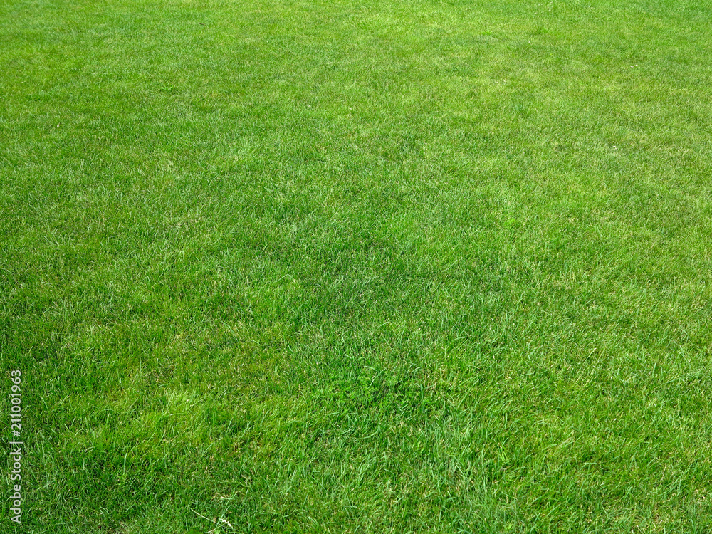 Green grass background lawn pattern textured background Green grass background lawn pattern textured background