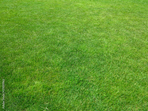 Green grass background lawn pattern textured background