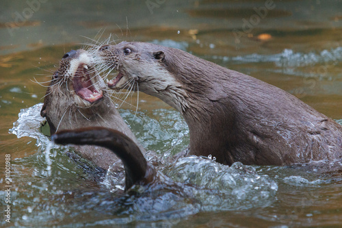 Cute funny otters playing in splashing water